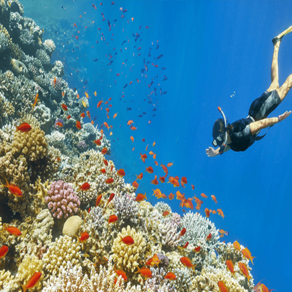 plongeur mer rouge