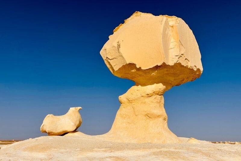 Poule Désert blanc Egypte