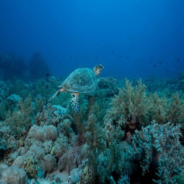 tortue mer rouge